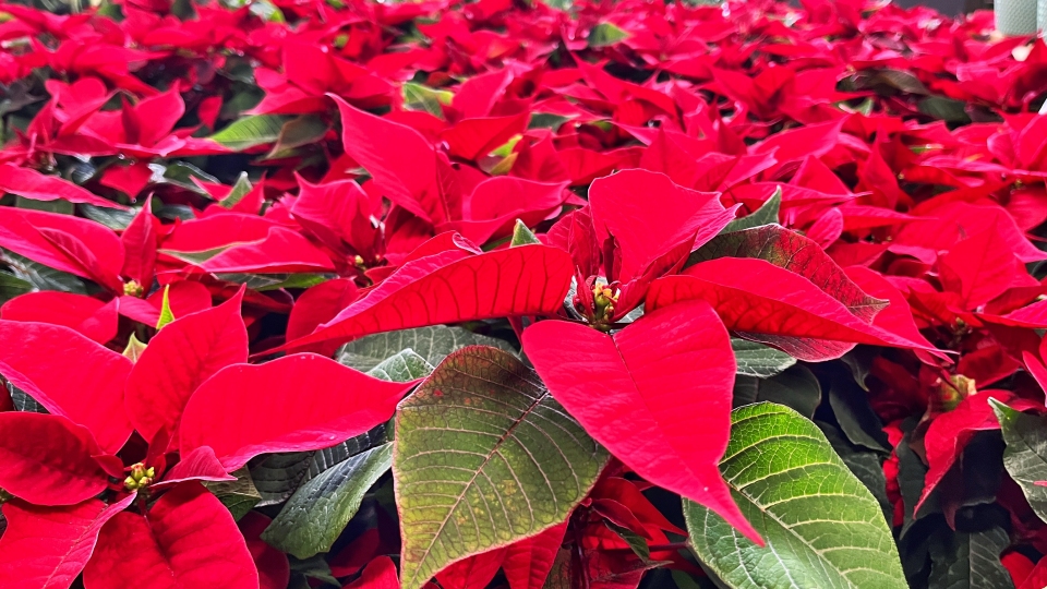 Pohled do zahradnictv listopad