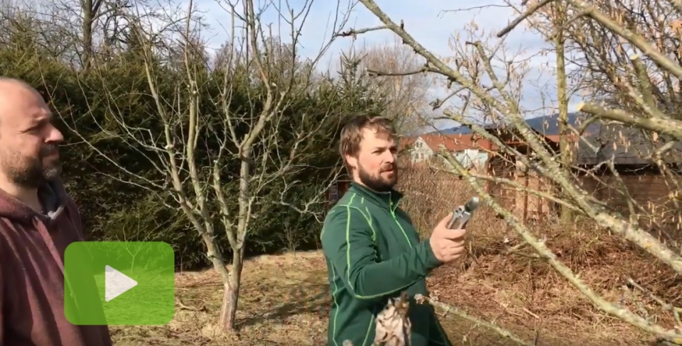 Jak spr�vn� ost��hat ovocn� strom?