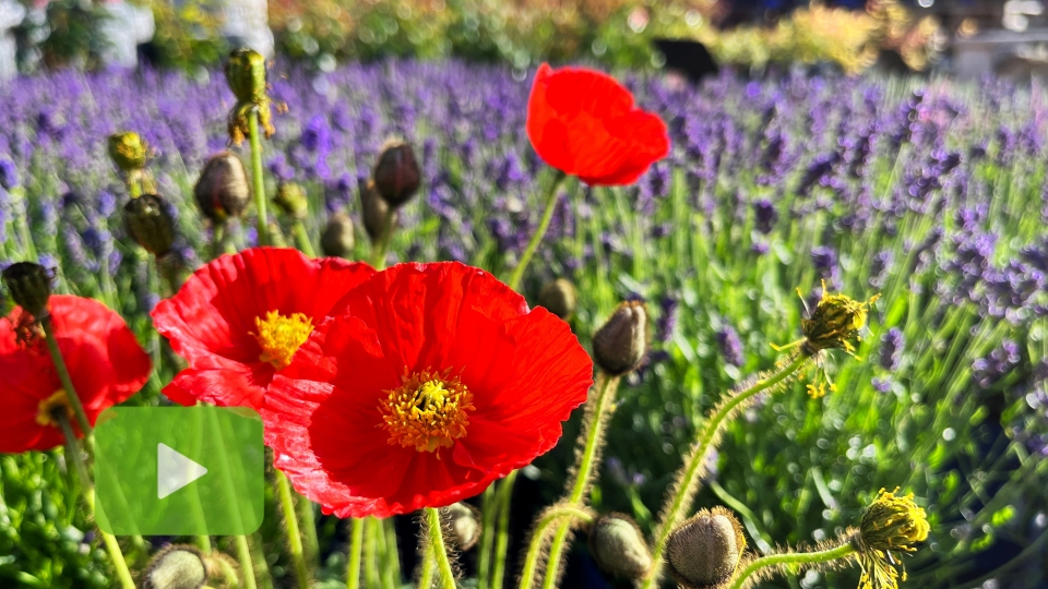 Pohled do zahradnictv erven 2024