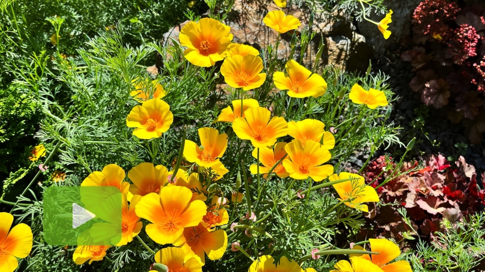 Pohled do zahradnictv ervenec 2025